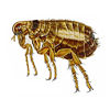 Cat Flea